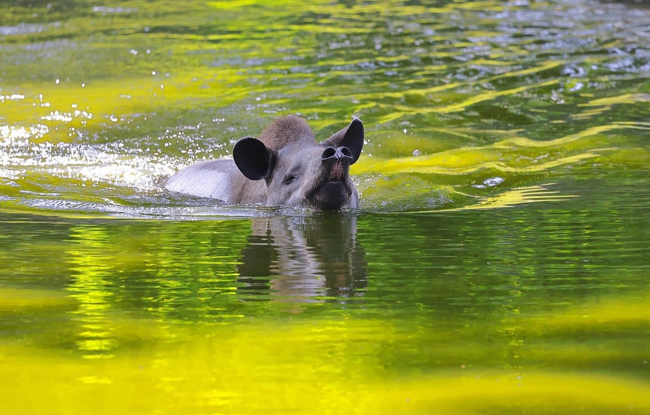 tapir swim