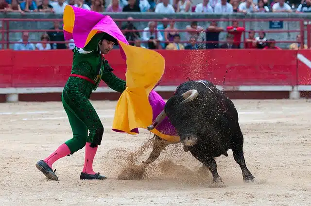 bullfight