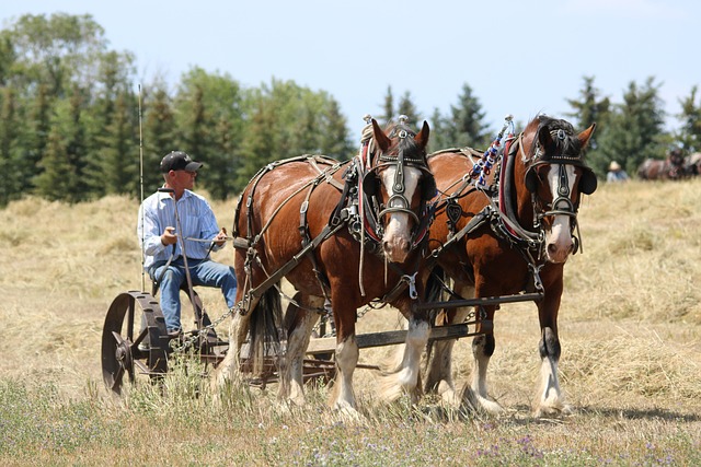 Horses