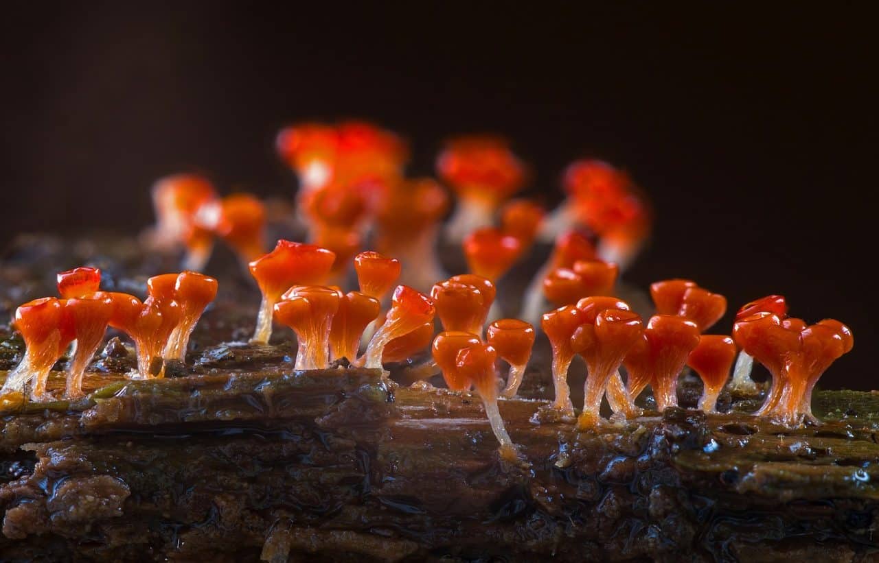 Fungus