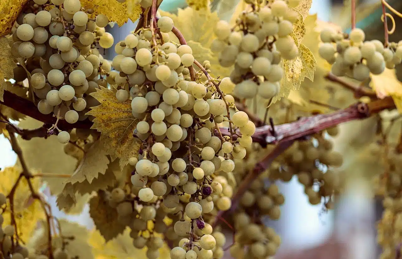 grape plant