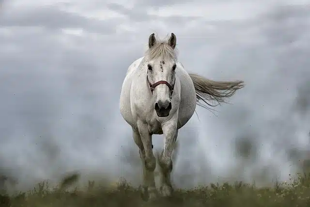 Equine