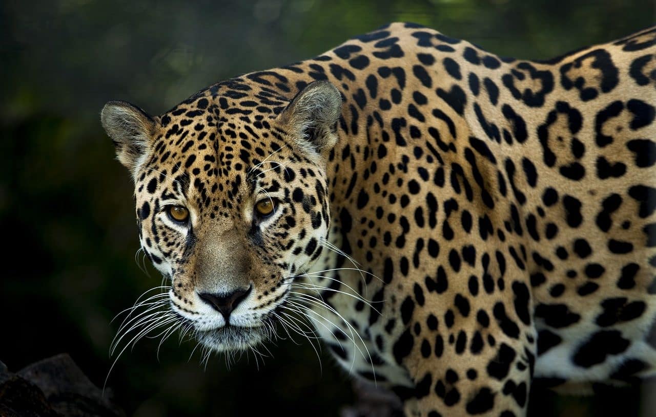 Jaguar