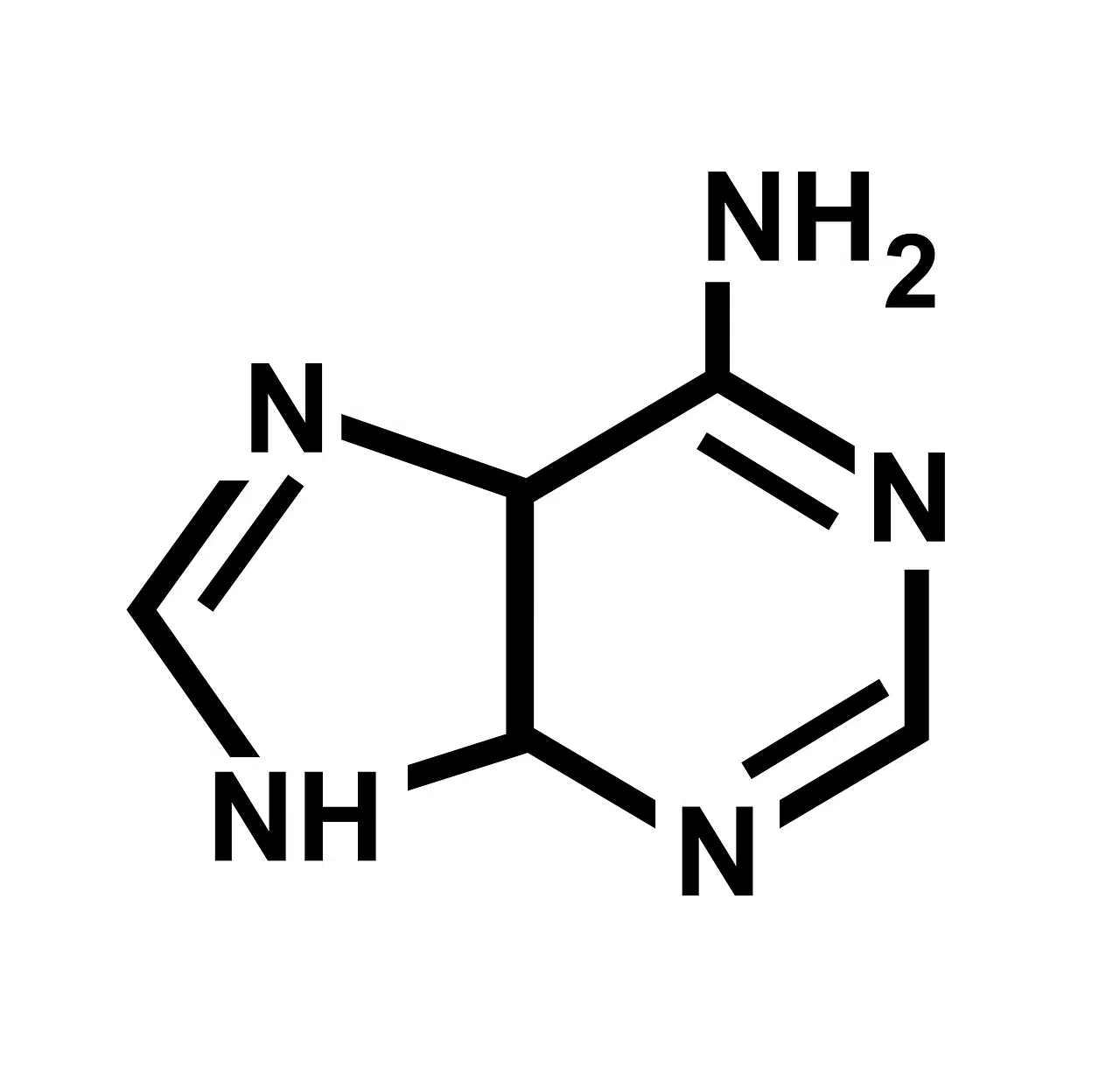 nitrogenous base