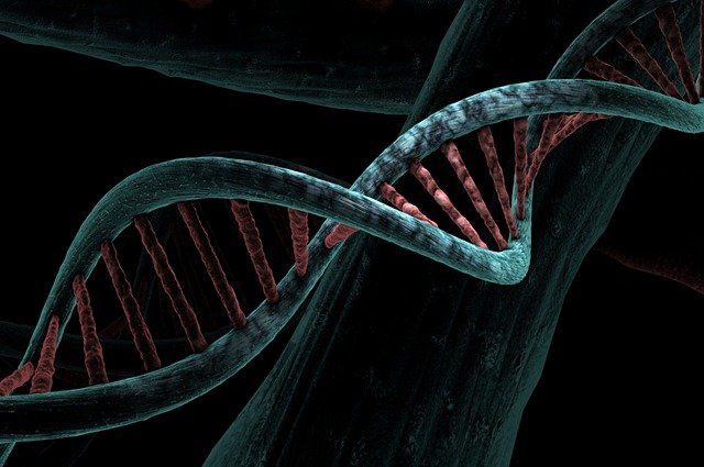 deoxyribonucleic acid