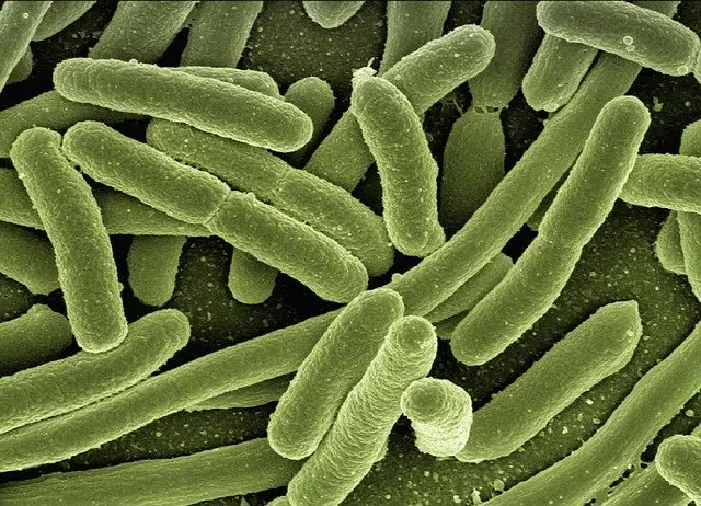 Bacterium