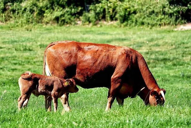 Cattle raising