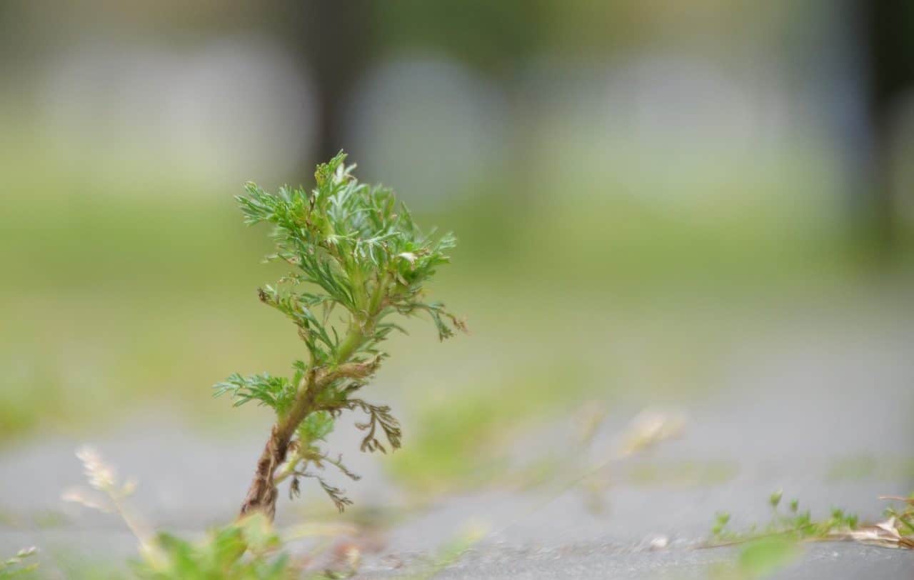 Artemisia absinthium