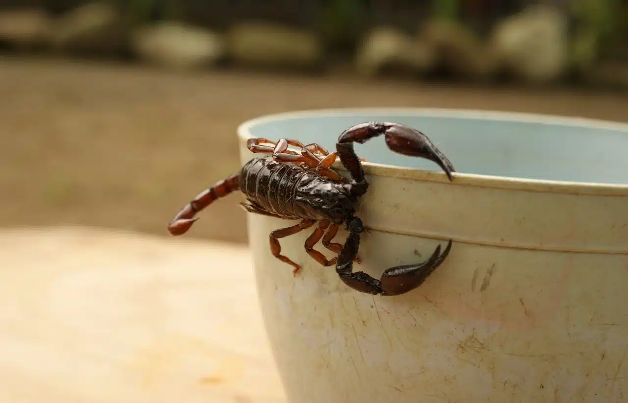 Scorpion