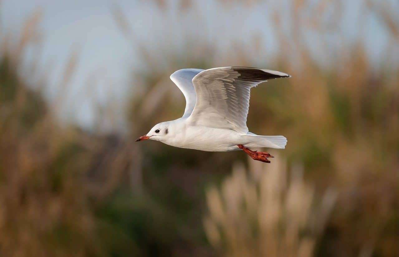 Seagull