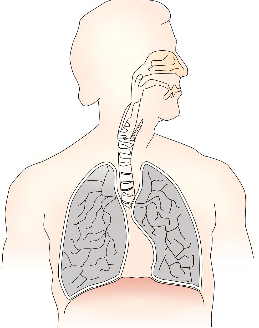 respiratory system