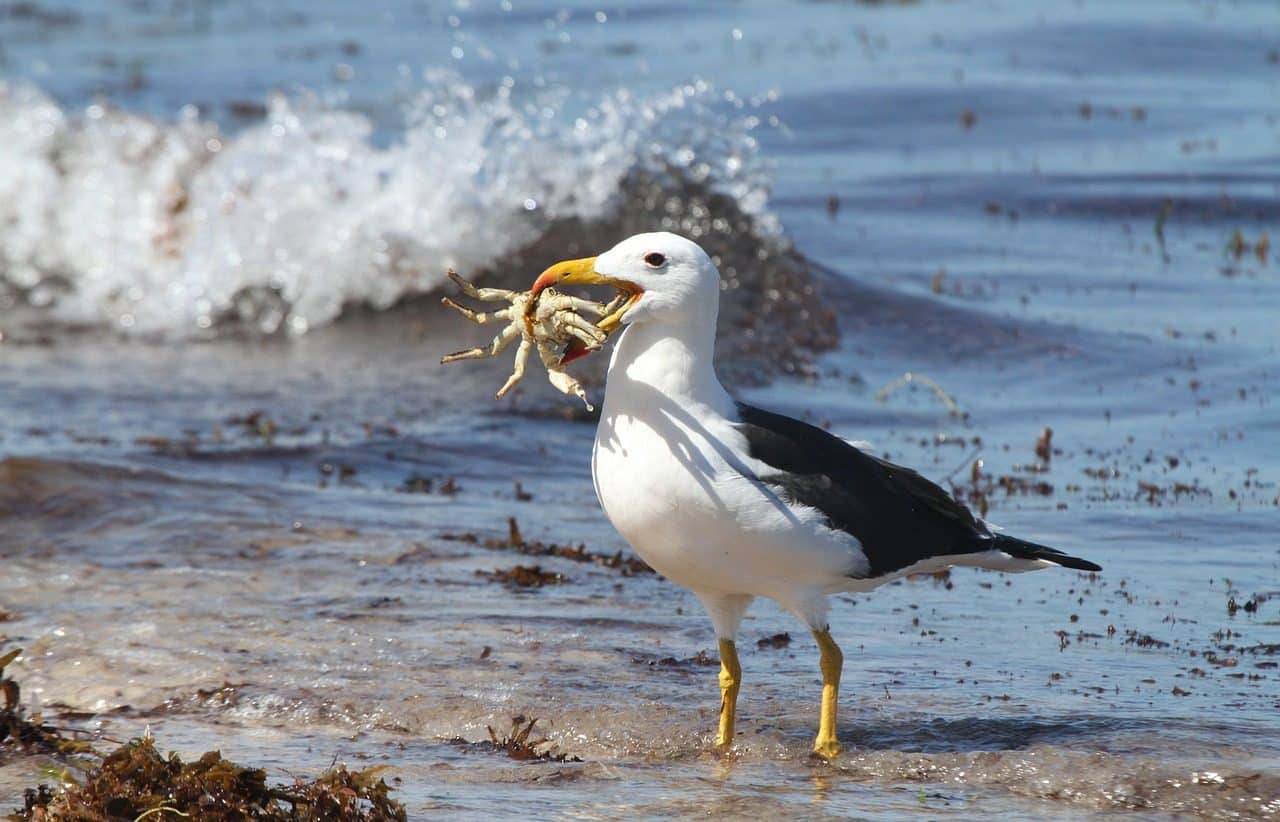 Feeding