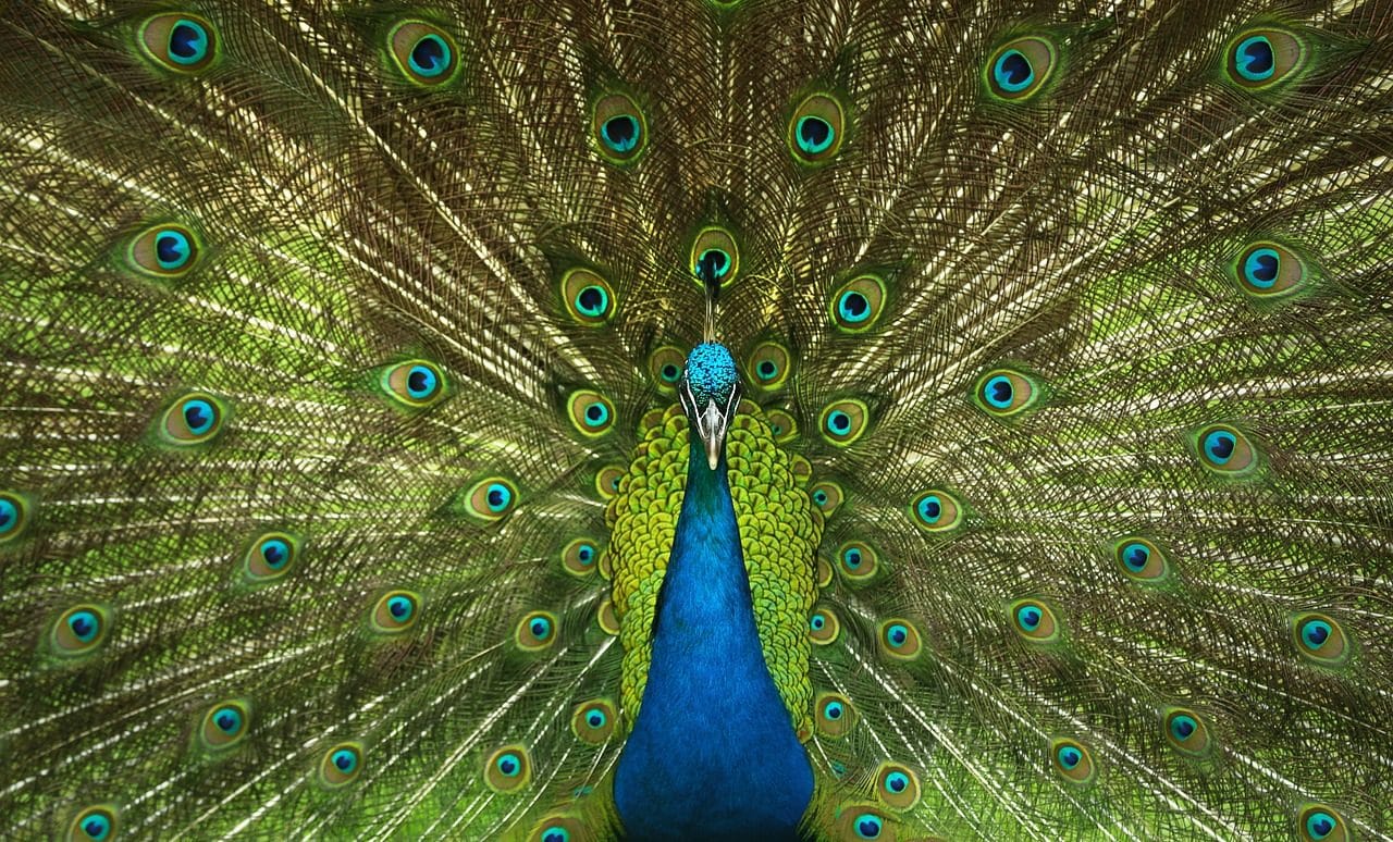 Plumage