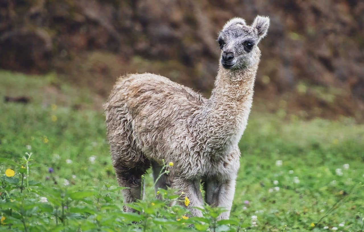 camelid