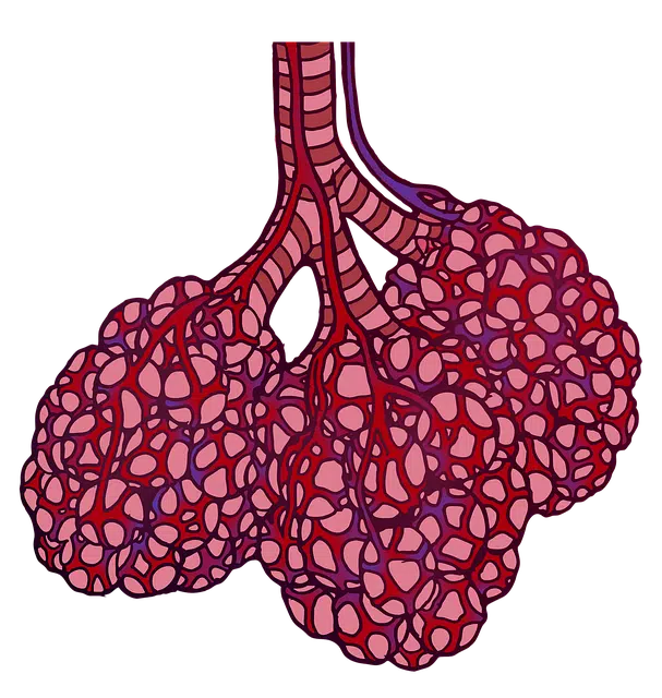 Bronchioles