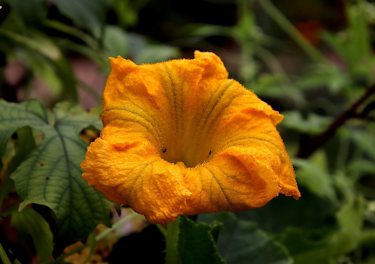 pumpkin flower