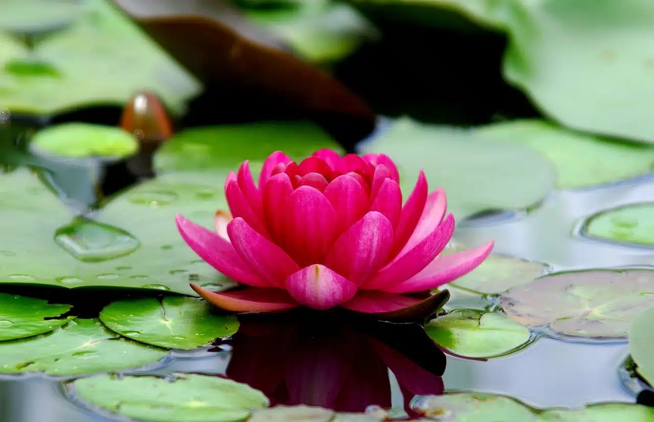 Nelumbo nucifera