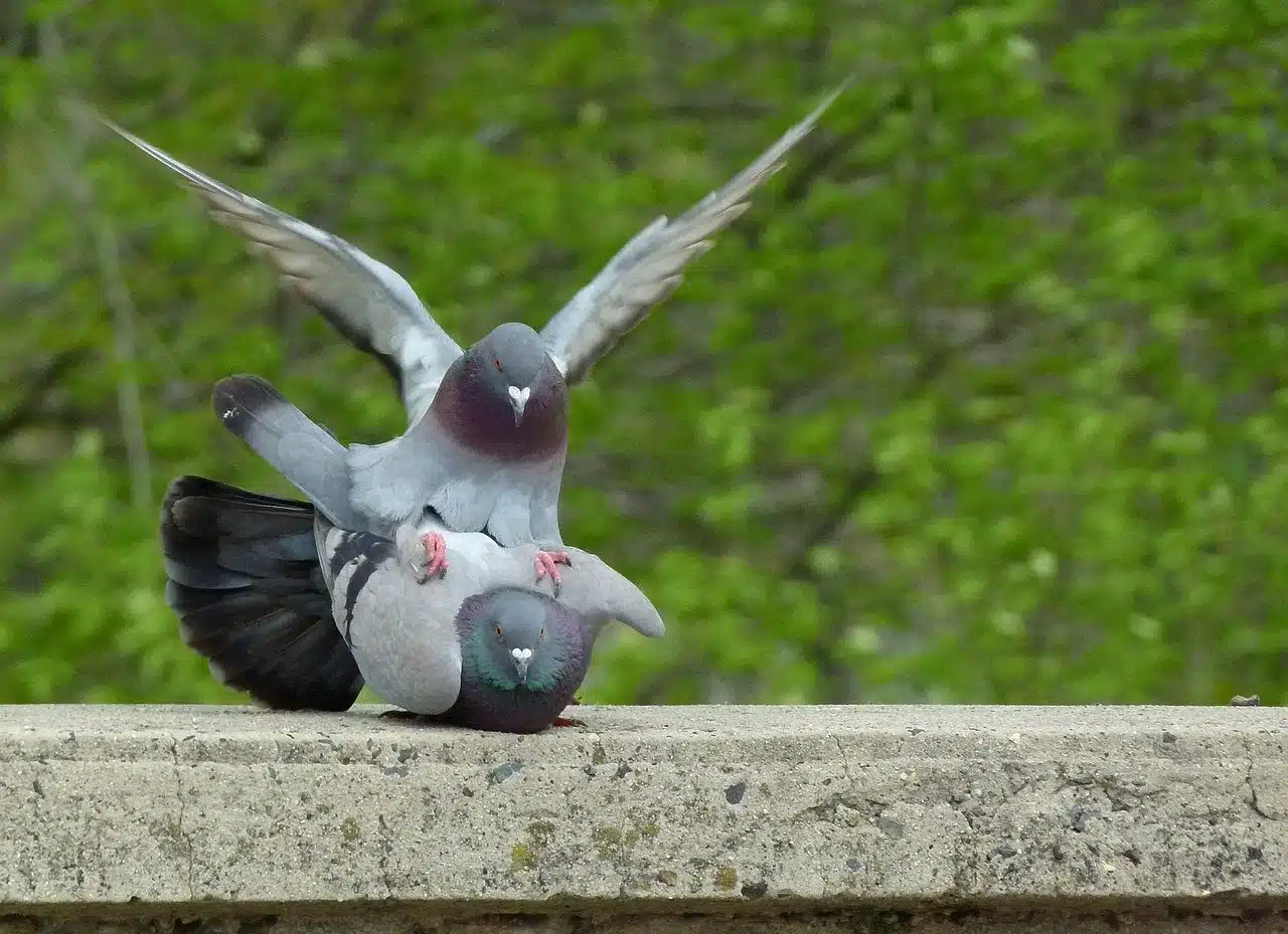 Pigeons