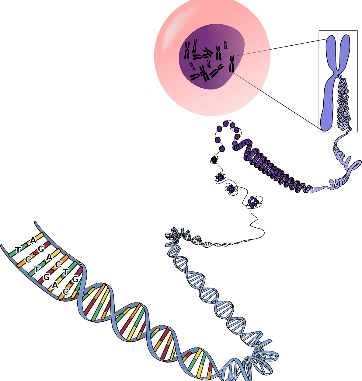 ribonucleic acid