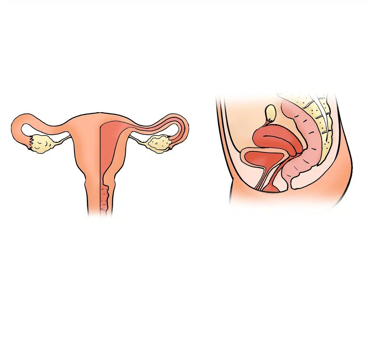 female reproductive system