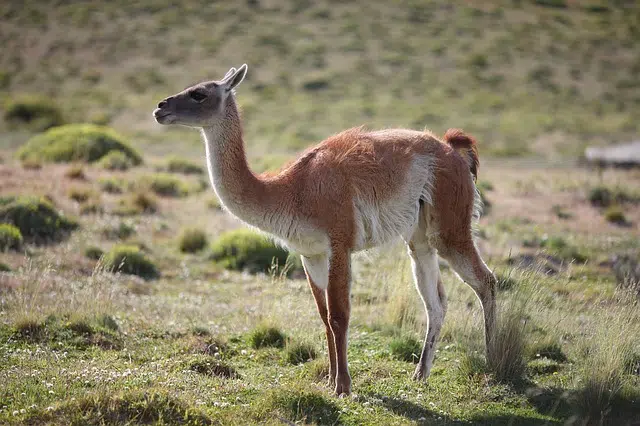 Lama guanicoe