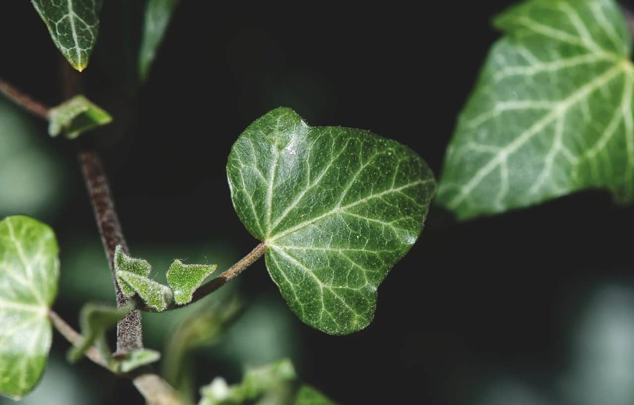 Leaves