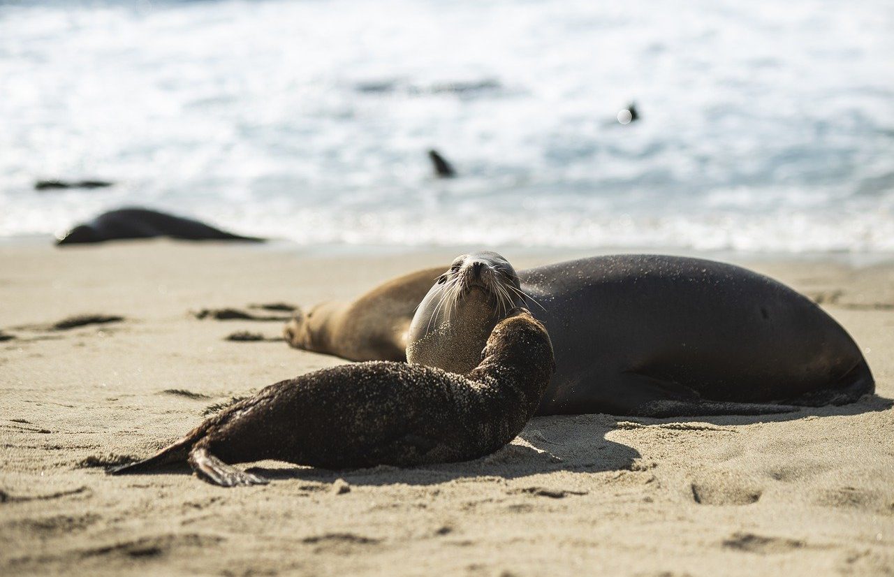 sea ​​lions