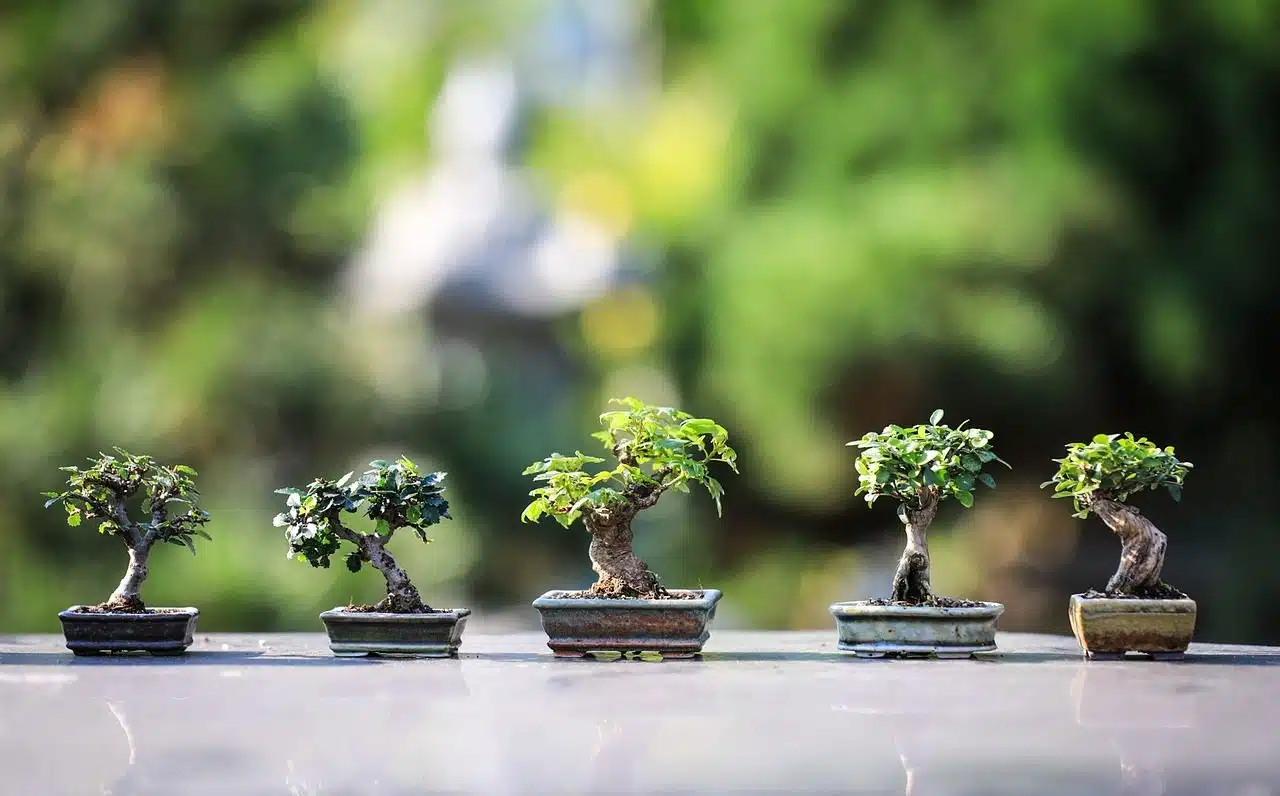 miniature trees