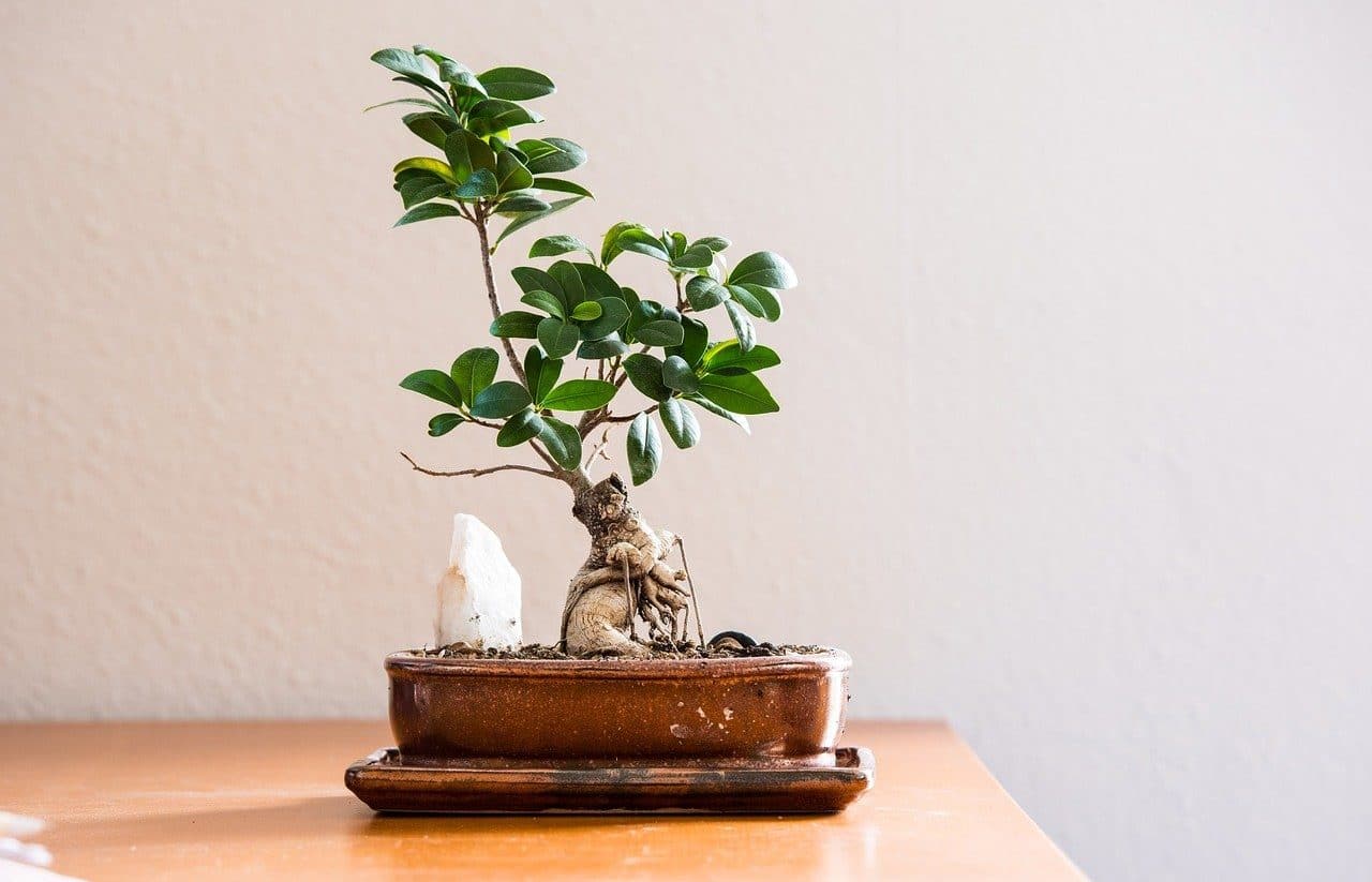 Bonsai in decoration