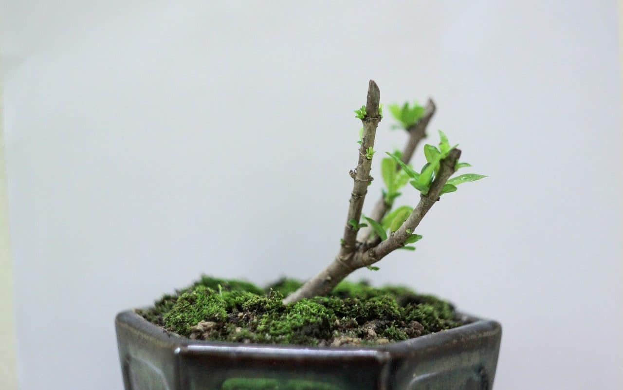 Growing a bonsai