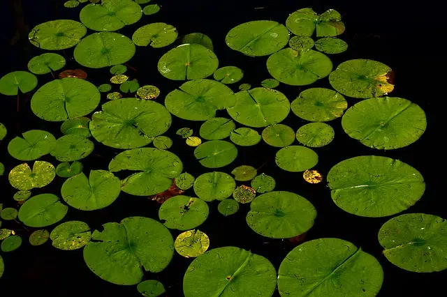 aquatic plant