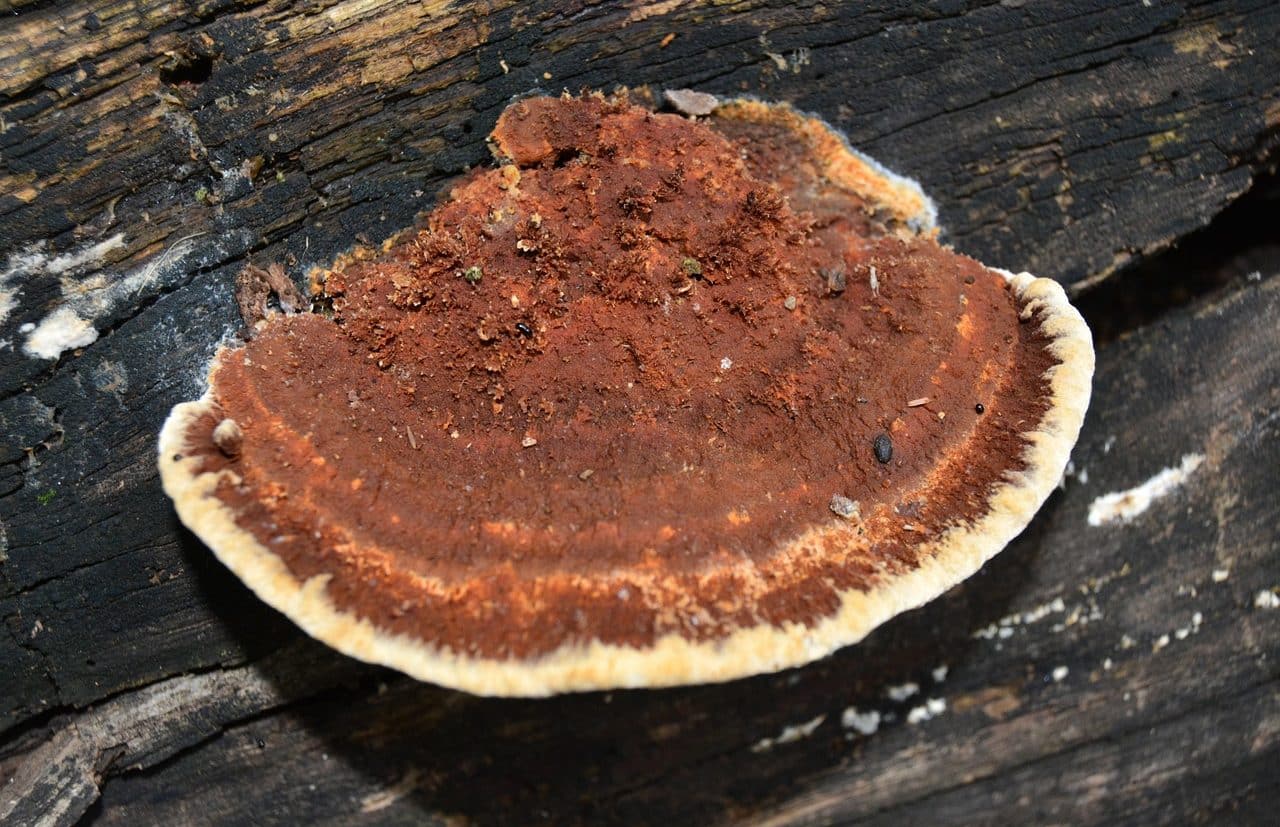 Fungus