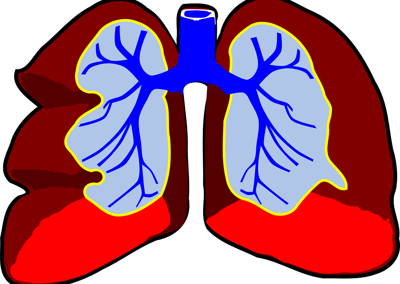 respiratory system