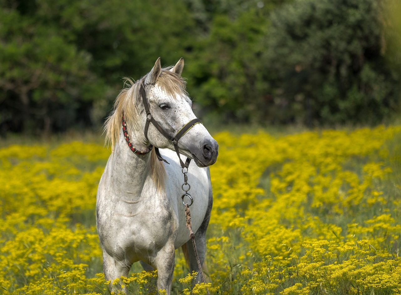 Equine