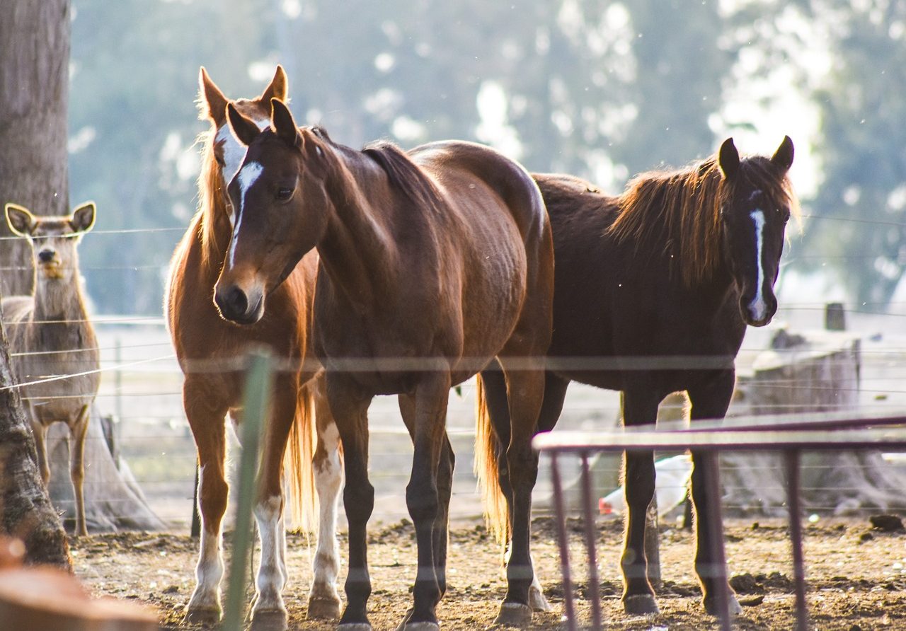 Equines