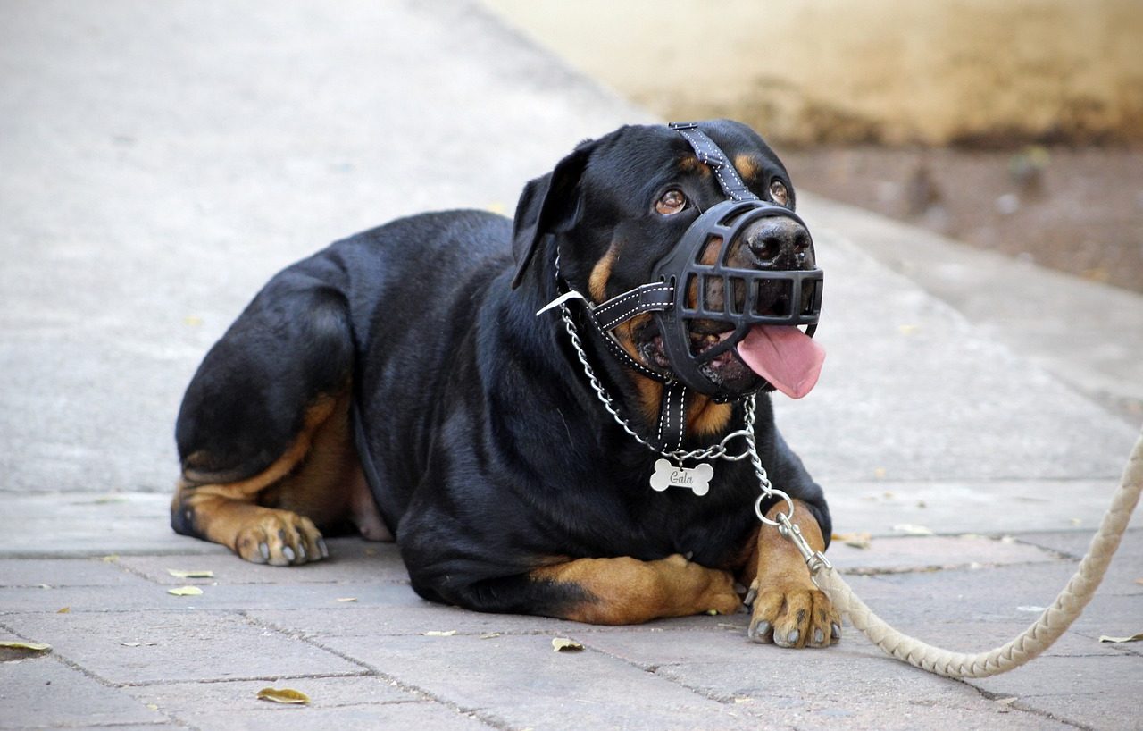 Rottweiler