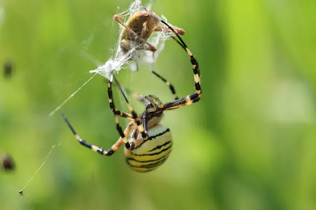 Food chain