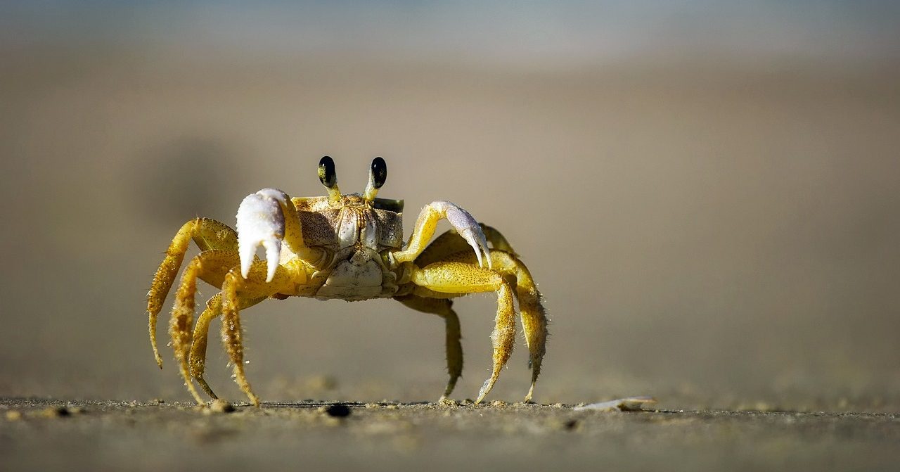 Crustacean