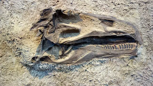 Fossil