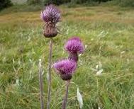 Thistle