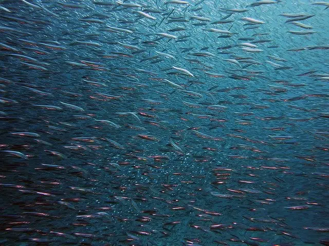 school of fish