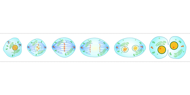 cell division