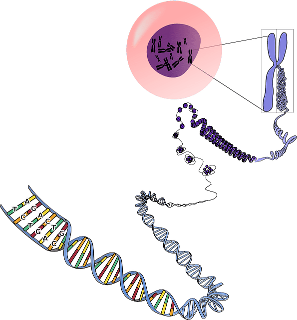 Chromosomes