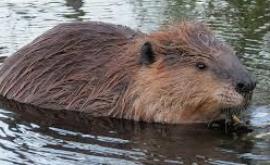 Beaver