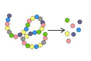 Catabolism