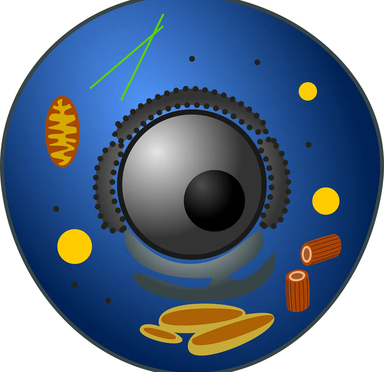 cell structure