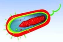 prokaryotic cell