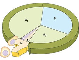 Cell cycle