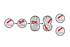 Cell cycle