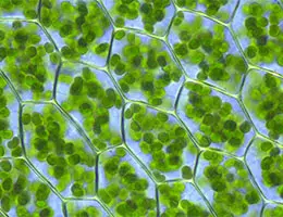 Chloroplast